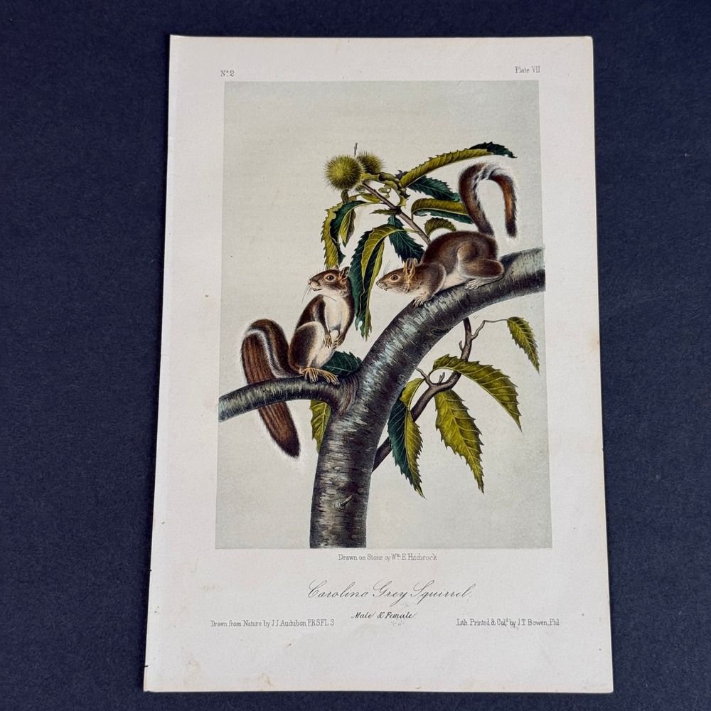 Original Audubon Carolina Grey Squirrel Hand Colored Lithograph J.T. Bowen 1850s